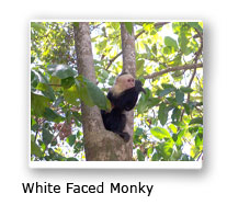 White Face Monky