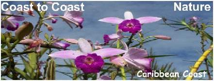 Costa Rica Escorted Trip
