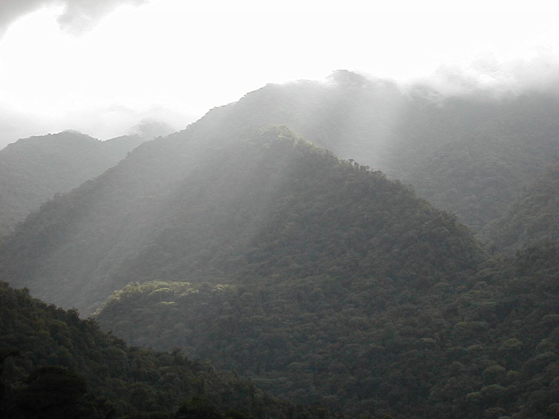 Rain Forest Costa Rica