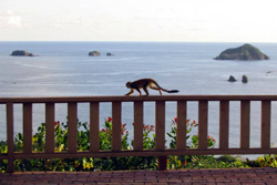 Hotel Costa Verde View