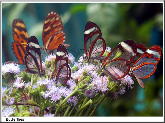 Butterflies Costa Rica Travel 