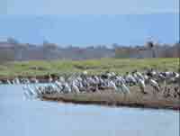 Caño Negro National Wildlife Refuge