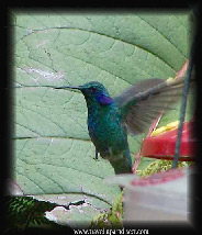 Cloud Forest Bird Costa Rica