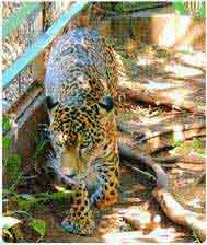 Costa Rica Ecoturism Anad Natural Adventure