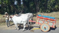 Costa Rica Oxcart