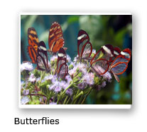 Butterflies in rain forest