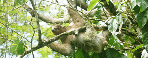 Sloth Costa Rica Tortuguero