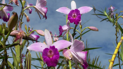 Costa Rica Flower