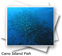 Cano Island Fish