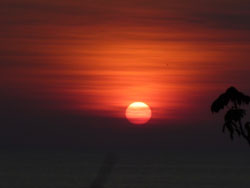 Las Cotinga Drake Bay