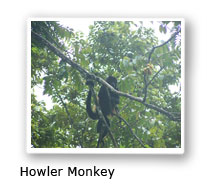 Howler Monky