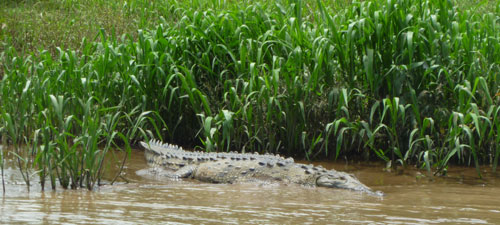 Tarcoles Crocodile Safari Tour