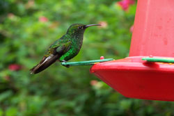 Humming Bird