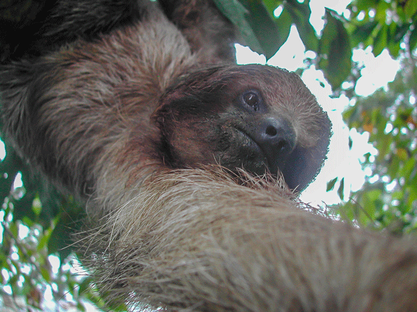 Sloth, Arenal Volcano Fortuna, San Carlos