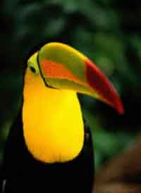 Tucan