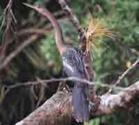 Bird Caño Negro National Wildlife Refuge