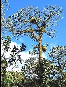 monteverde family trip cloud forest
